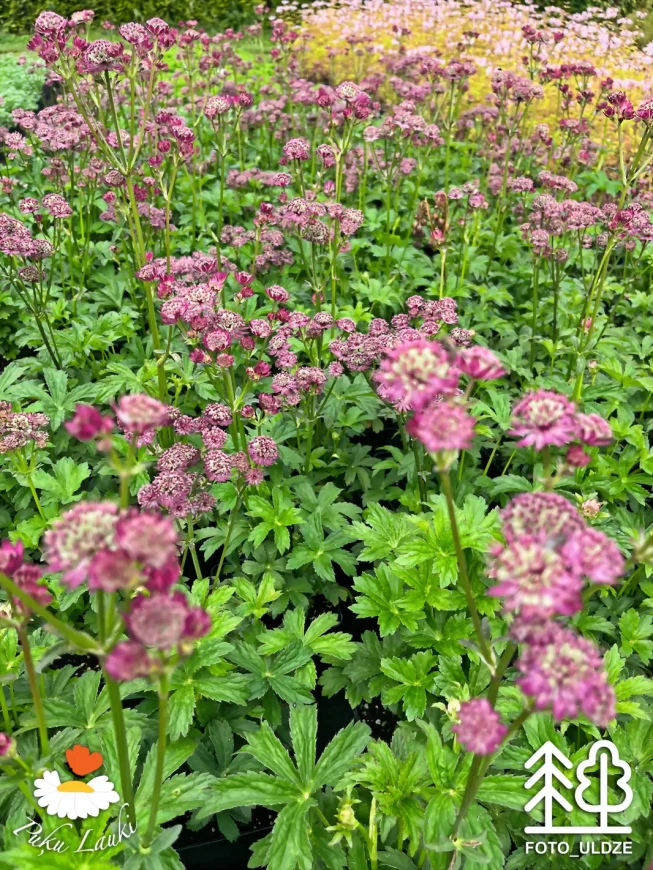 Astrantia major   'Star of Beauty'